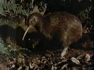 Birds of Paradox (1985)
