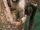 Santarem Marmoset