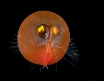 Giant Ostracod | NatureRules1 Wiki | Fandom