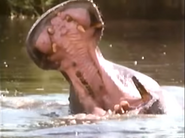 Horse Tigers (1992)