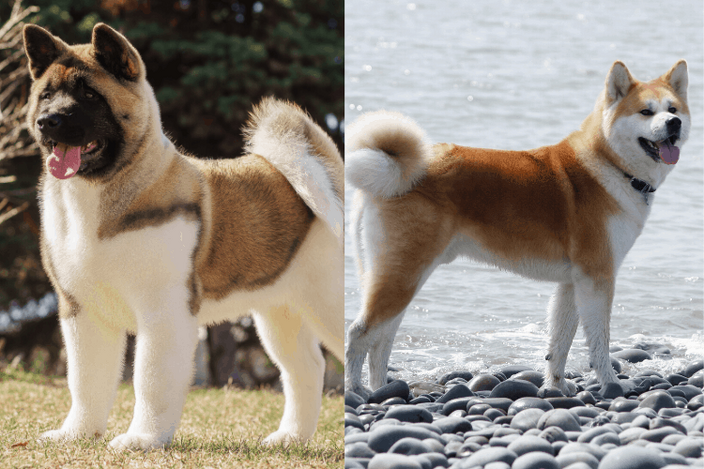 Difference between japanese akita and online american akita