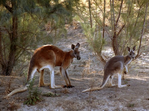 Kangaroo | NatureRules1 Wiki | Fandom