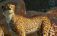Planet Zoo (2019)