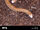 Red Worm Lizard