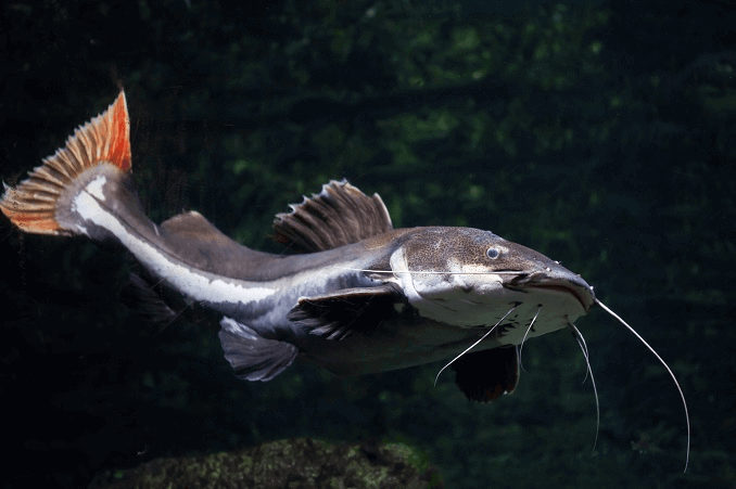 redtail catfish