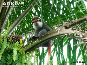 Sclater s Guenon NatureRules1 Wiki Fandom sclater-s-guenon-naturerules1-wiki-fandom