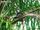 Sclater's Guenon