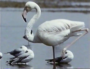 Untamed World (1968-1976)