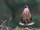 Blood Pheasant