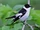 Collared Flycatcher