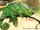 Parson's Chameleon