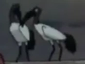 Jungle Emperor Leo (1997)