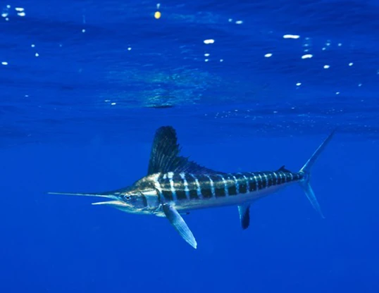 White Marlin | NatureRules1 Wiki | Fandom