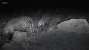 Mammals (2024)