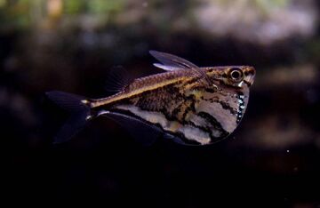 Marbled Hatchetfish | NatureRules1 Wiki | Fandom
