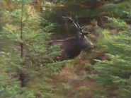 Phantom of the Forest (1994)