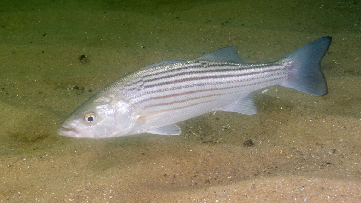 CategoryMorone NatureRules1 Wiki Fandom