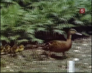 The Parenthood Game (1976)