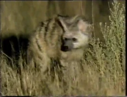 The Velvet Claw (1992)