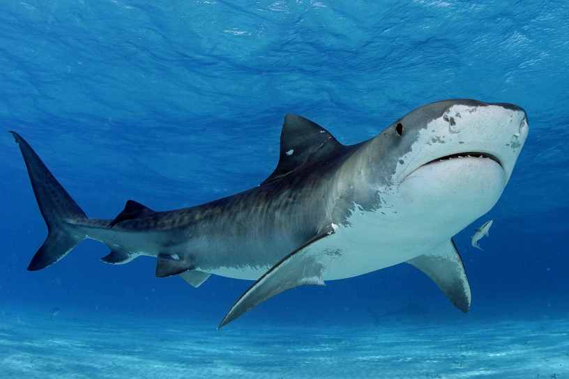 Tiger Shark, NatureRules1 Wiki
