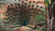 Wild Karnataka (2020)