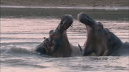 Wildest Africa (2012)