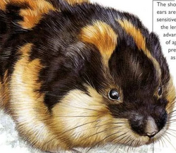 The nature of the Norwegian lemming: 'bloodthirsty, hairy