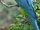 Blue-throated Macaw