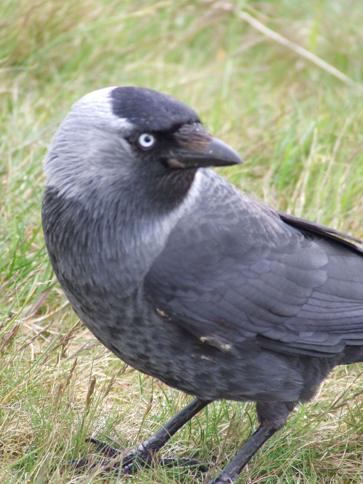 Western jackdaw - Wikipedia