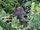 Olive Colobus