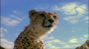 Animal Games (2004)