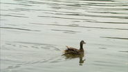City Wildlife Rescue (2014)