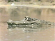 Crocodiles! (1998)