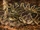 Eastern Diamondback Rattlesnake