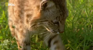 Extreme Animal Babies (2016)