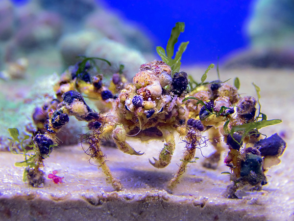 Discovering the Spider Decorator Crab: A Unique Ocean Dweller