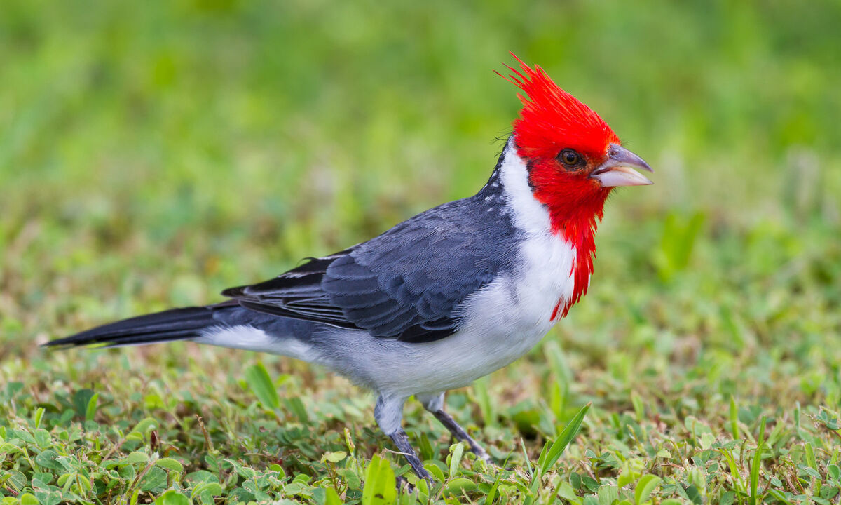 Red-crested cardinal  Smithsonian's National Zoo