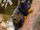 Red-handed Tamarin