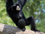 Siamang