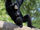Siamang