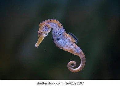 Longsnout Seahorse NatureRules1 Wiki Fandom