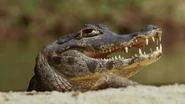 The Secret Lives of Big Cats (2020)