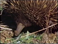 The Wonderful Kangaroo (1977)