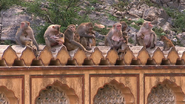 Wildest India (2012)