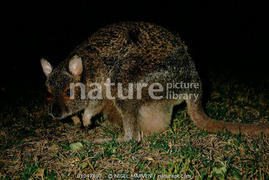 Black-flanked Rock Wallaby, NatureRules1 Wiki