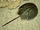 Atlantic Horseshoe Crab