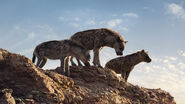 Spotted Hyena