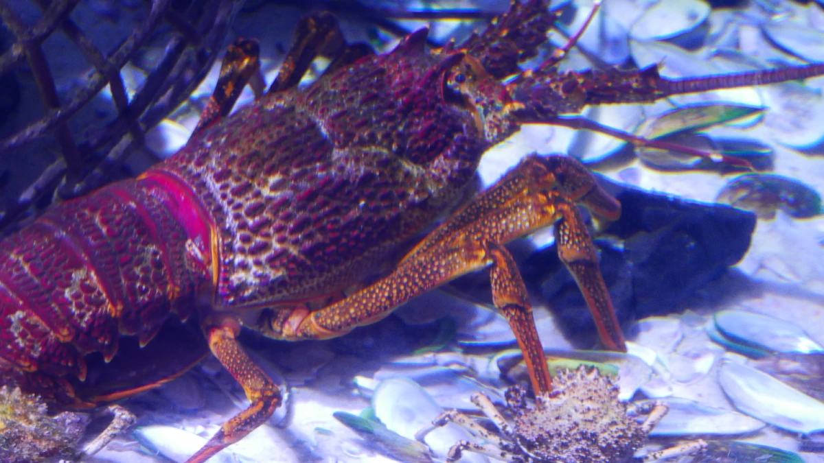 Red Rock Lobster NatureRules1 Wiki Fandom