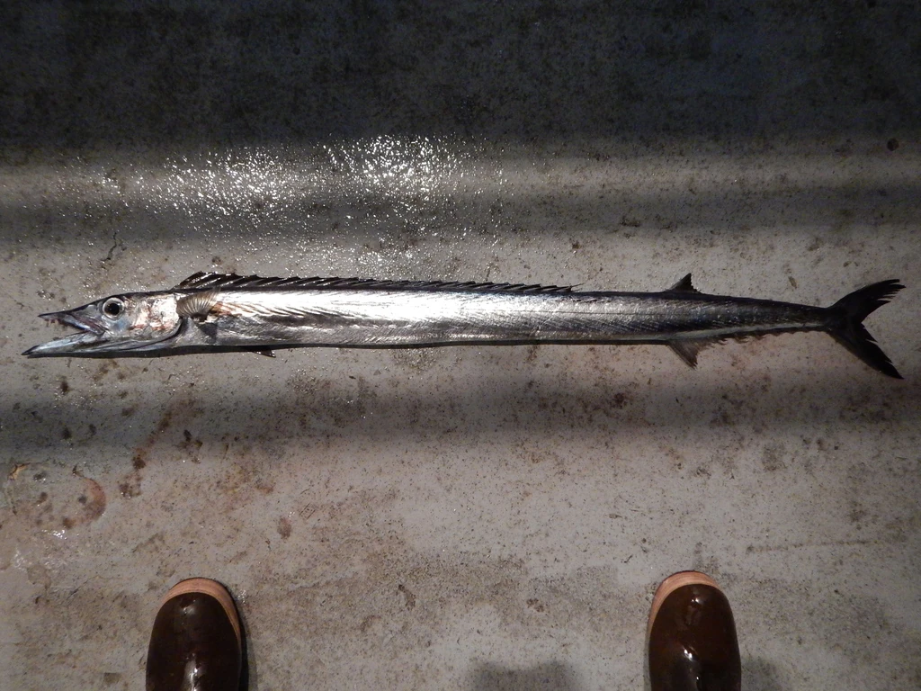 Snake Mackerel NatureRules1 Wiki Fandom