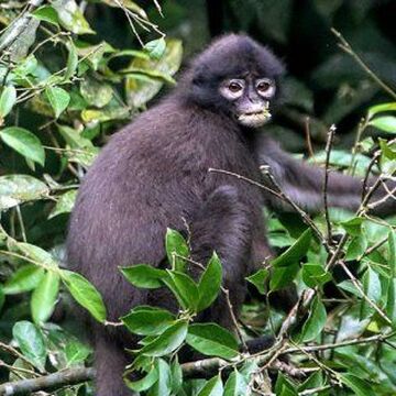 Dusky Leaf Monkey, NatureRules1 Wiki